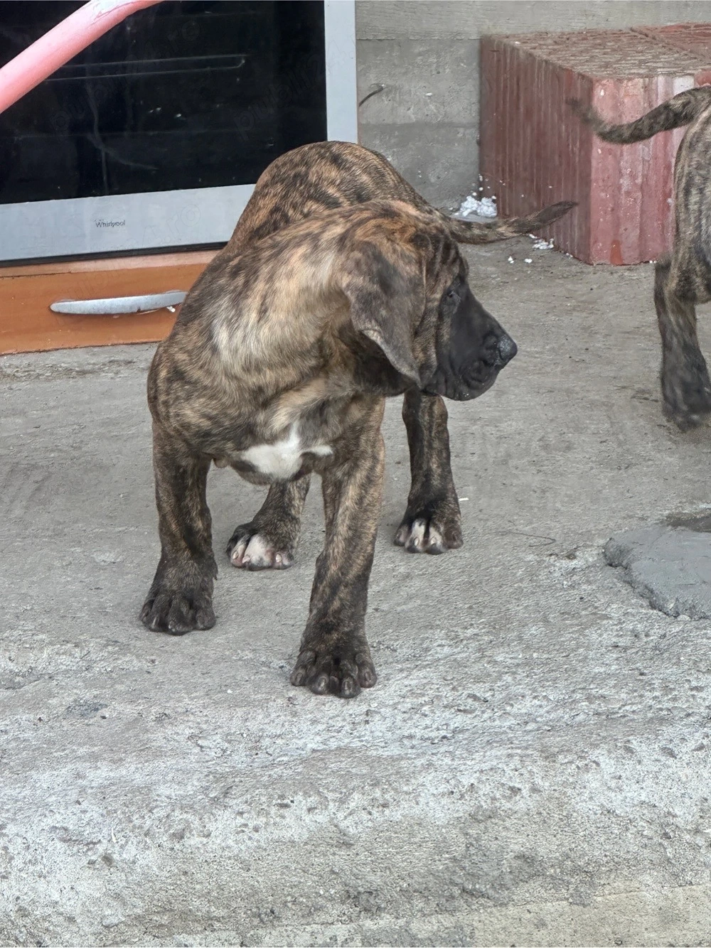 Pui dogo canario