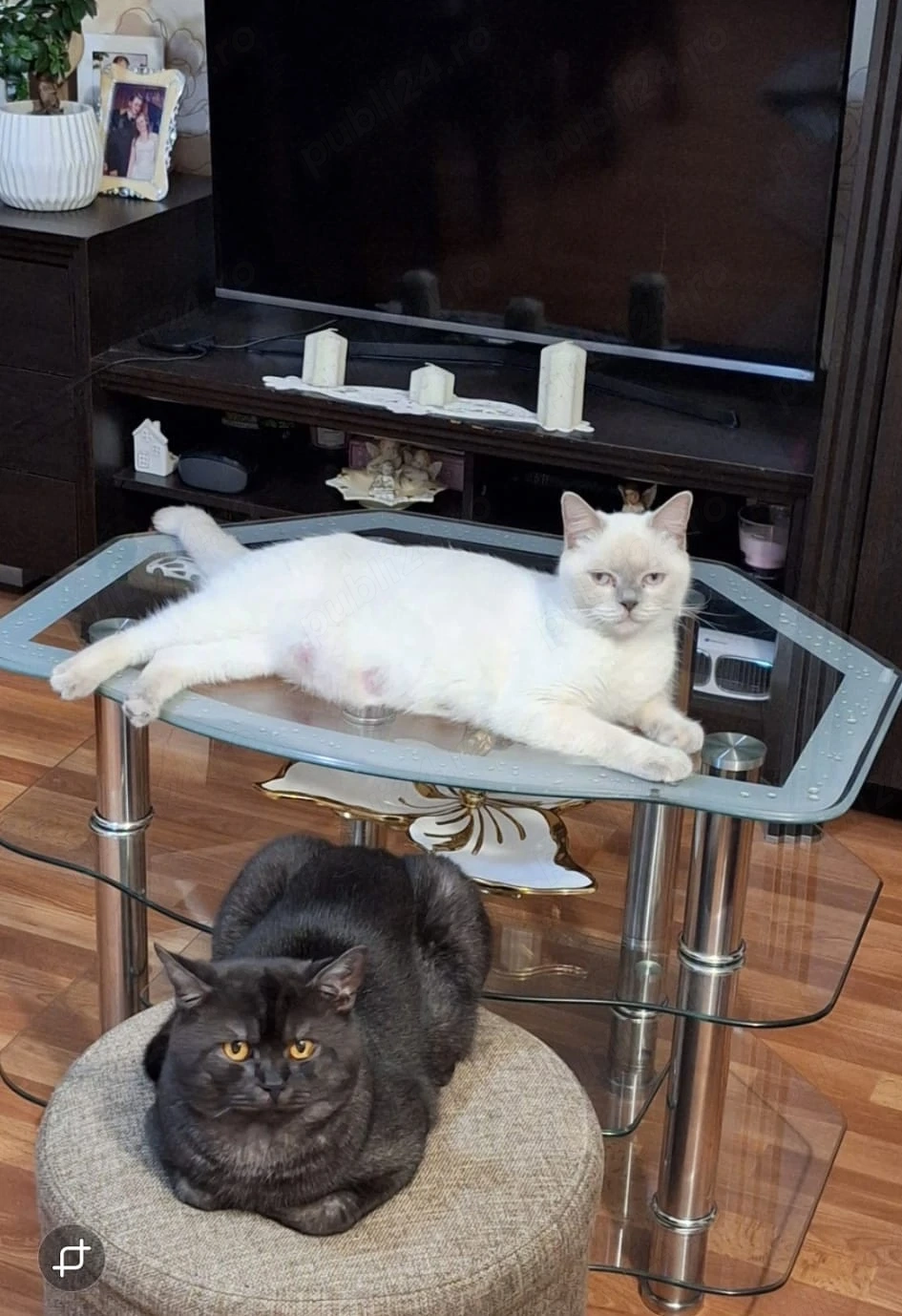 Pui de pisica british shorthair.