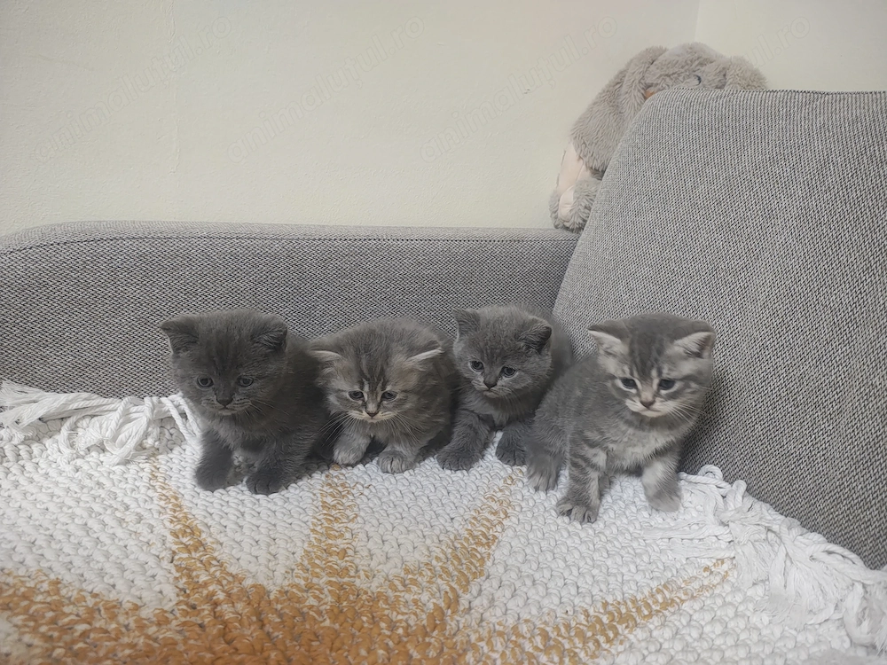 4 puiuți adorabili de British Shorthair își caută căminul potrivit!