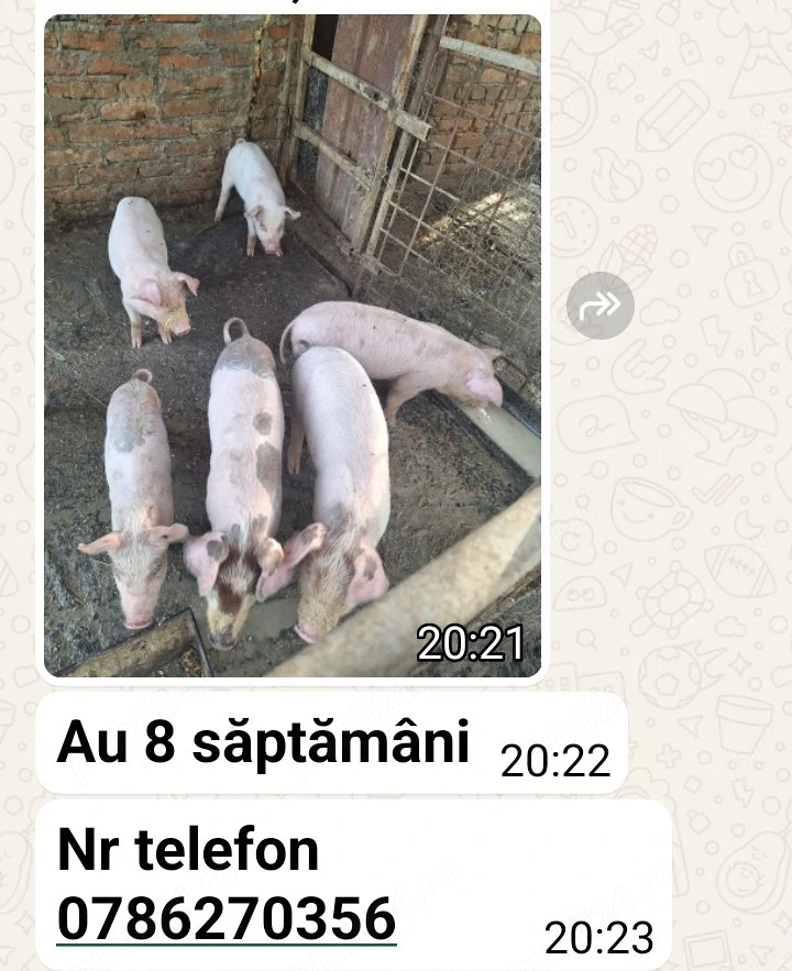 purcei de 4 săptămână Pojogeni 