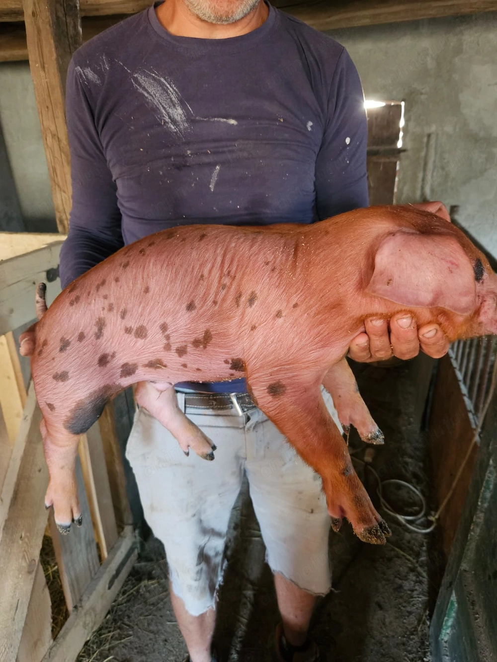 Purcei. Landrace cu Petrean mama. Tatăl Duroc.