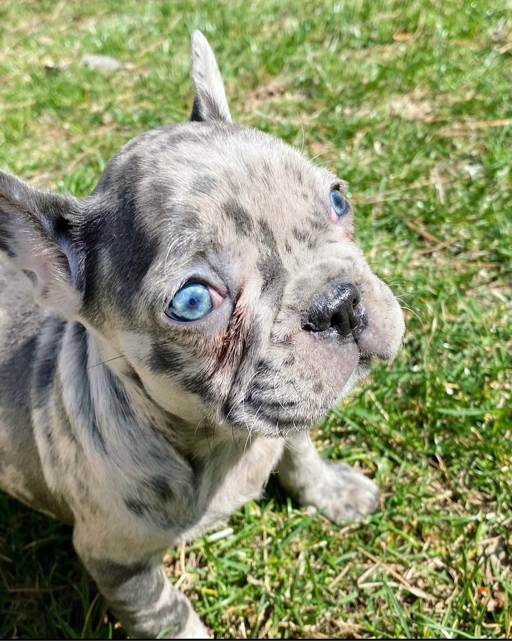 bulldog francez miny