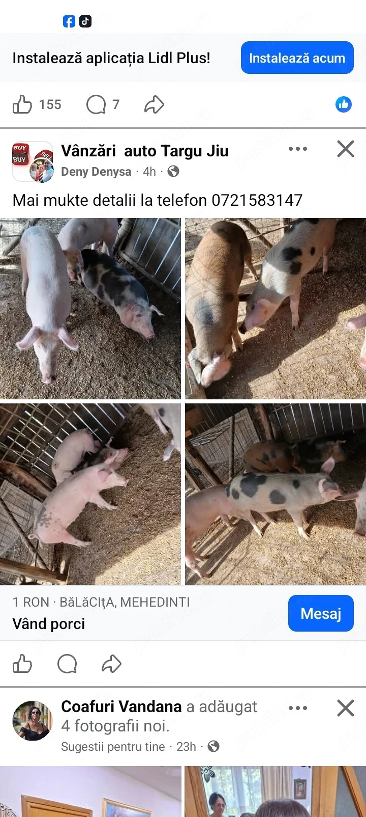 vînd porci toate categoriile 