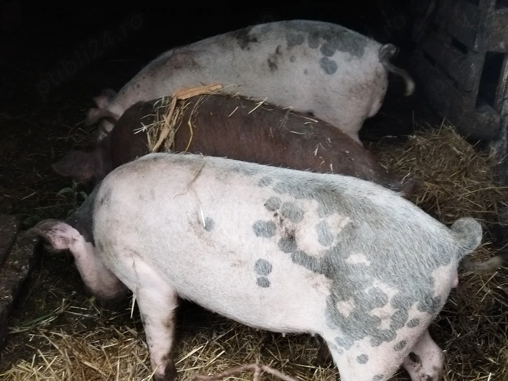 Vind porci - trei soldani de un an 
