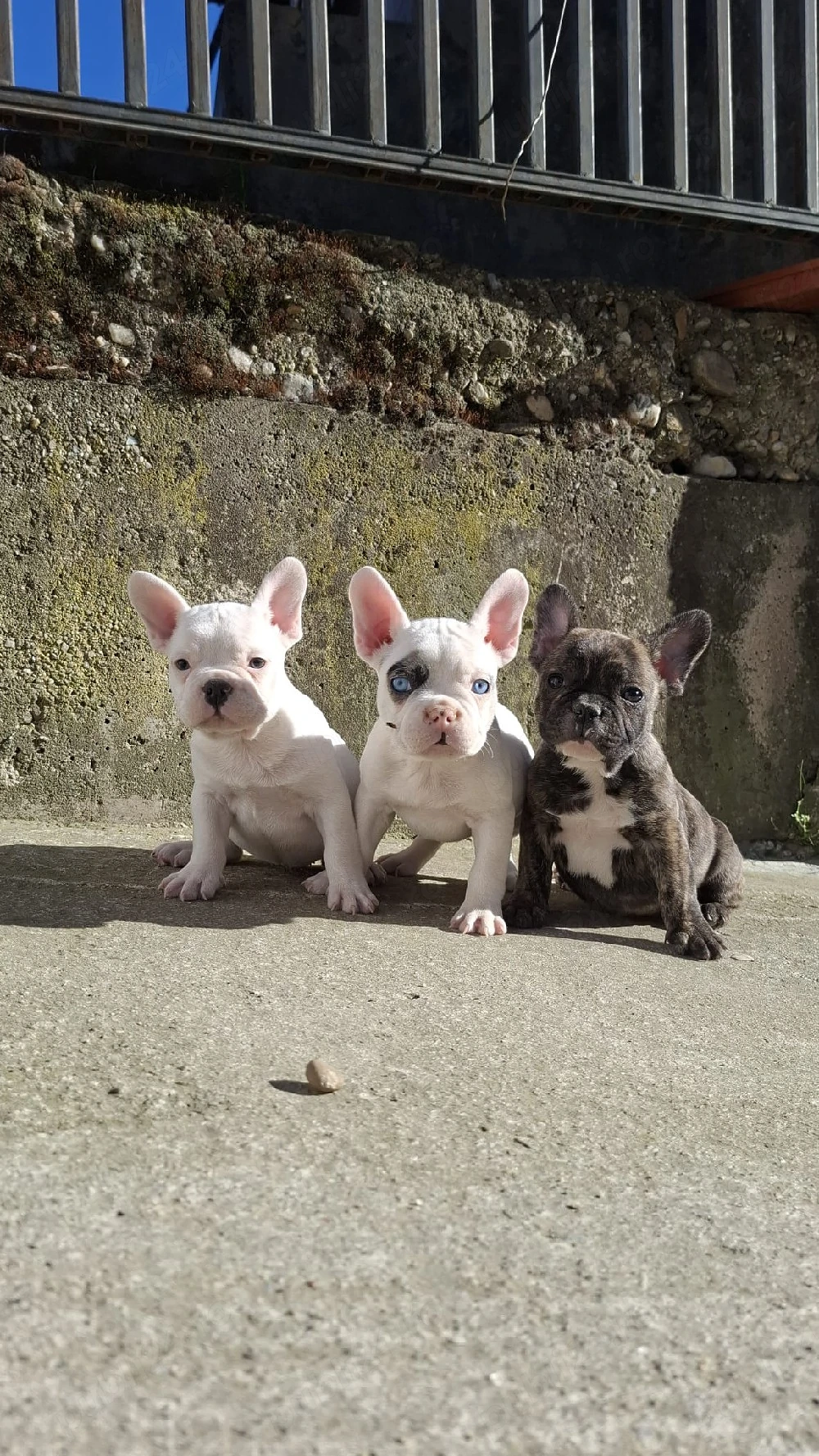 Pui Bulldog Francez