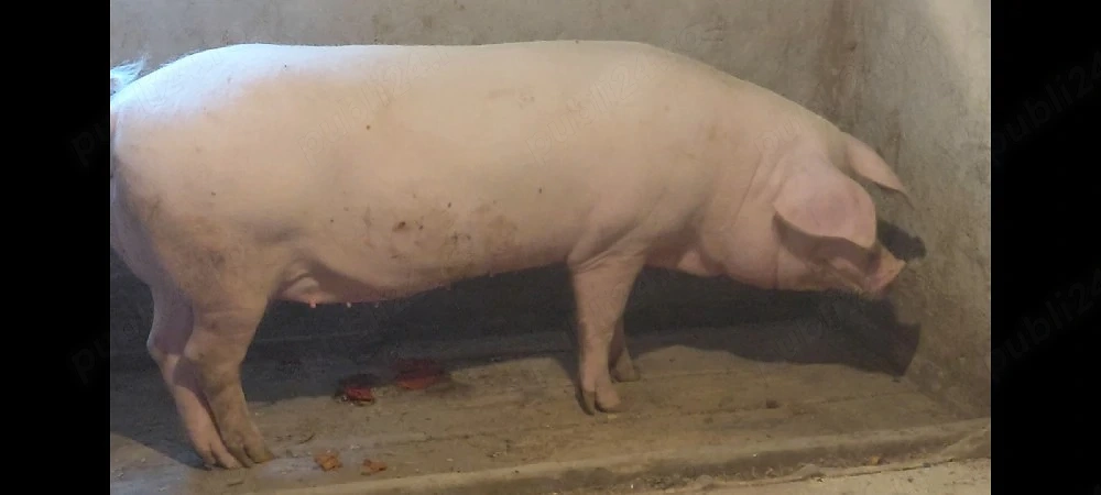 porci carne