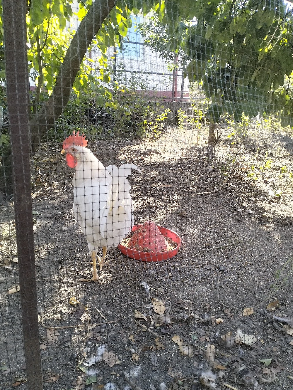Cocoș leghorn 