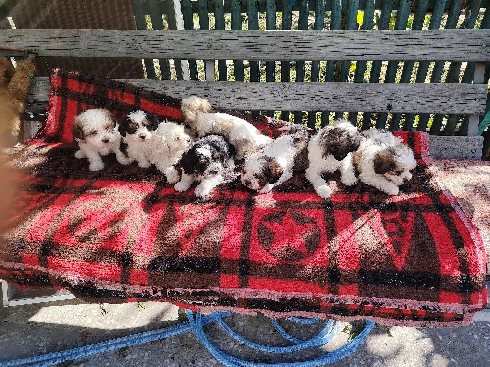 căței Shih tzu de vânzare 
