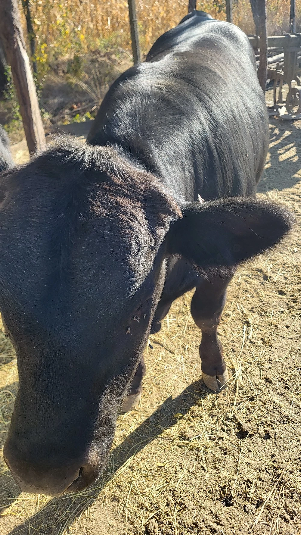 Angus de 6 luni
