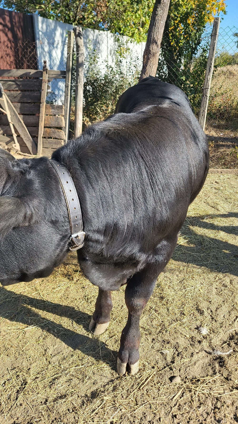 Angus de 6 Lunii