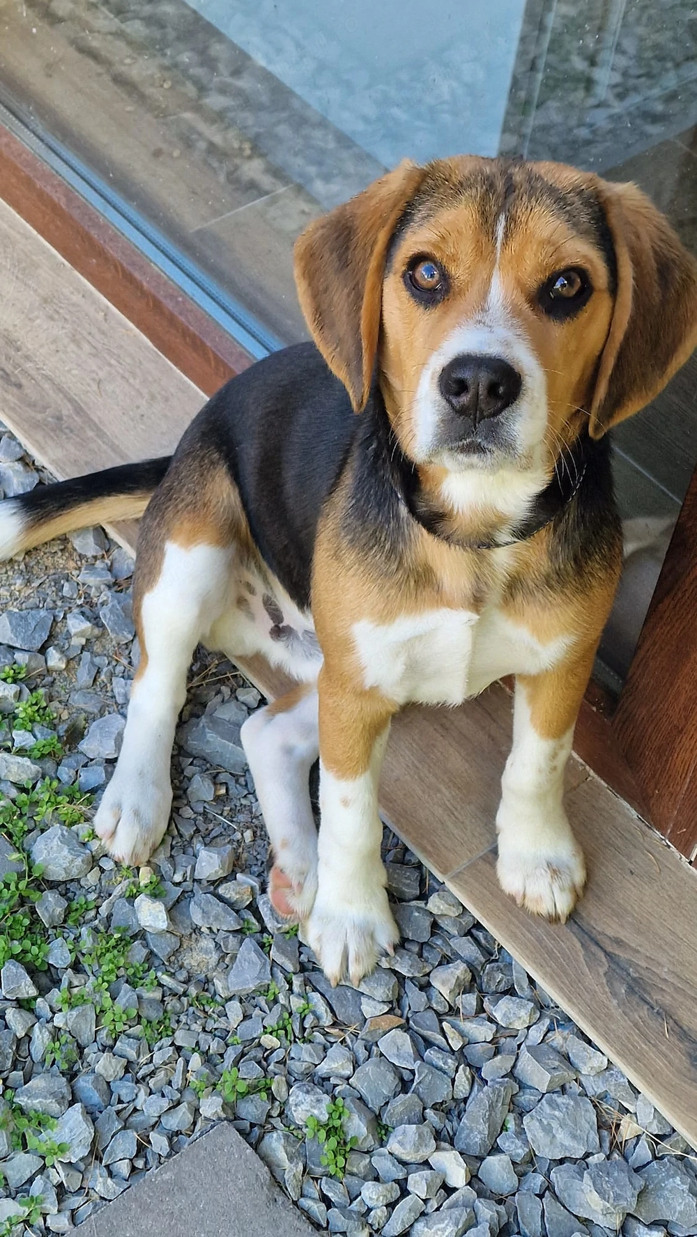 Caine Beagle băiat tricolor de vanzare