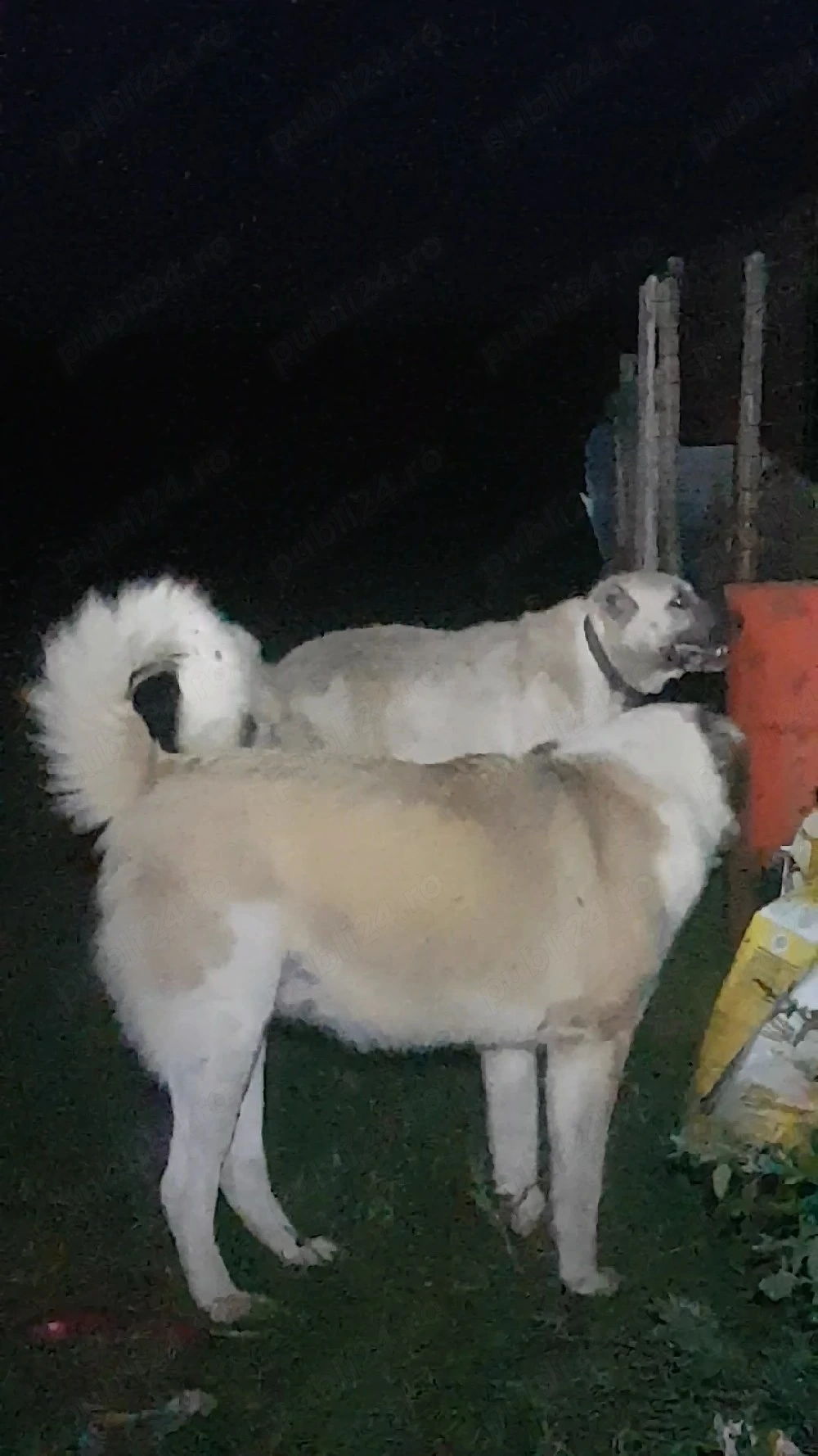 Vând mascul şi femelă învățați la animale