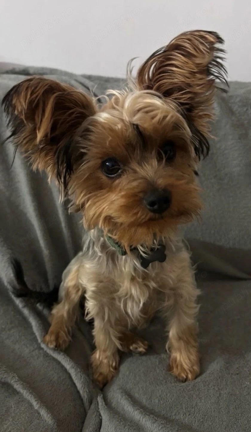 yorkshire terrier mascul 8 luni toy