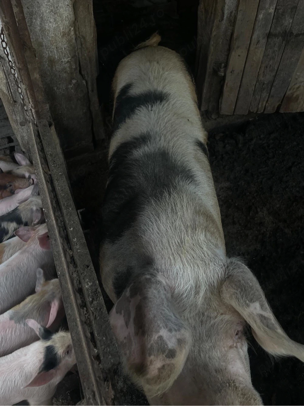 Vand porci de 9 saptamani