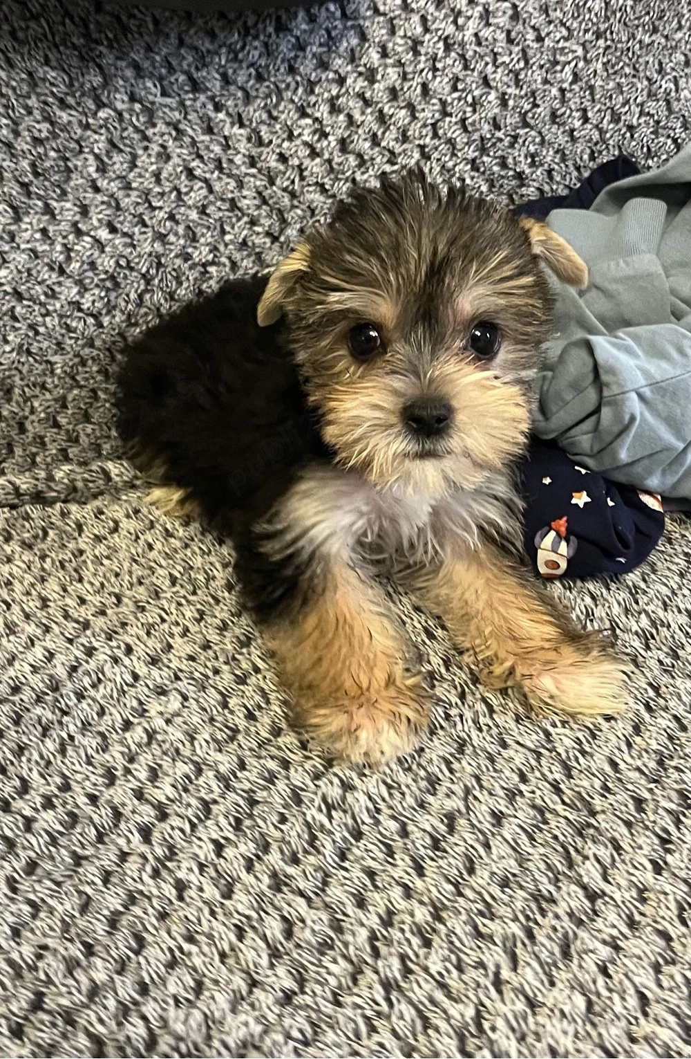 Pui Yorkshire Terrier mascul