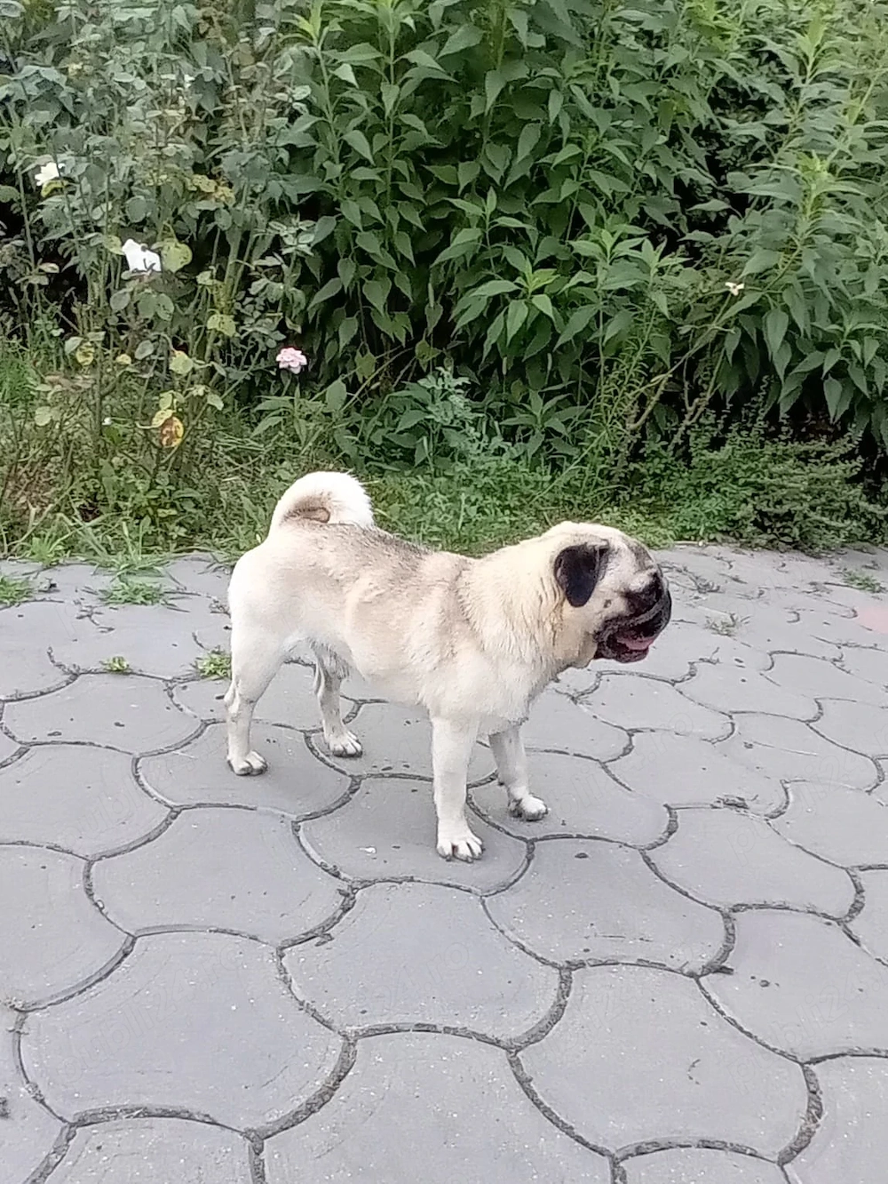 pug mascul adult