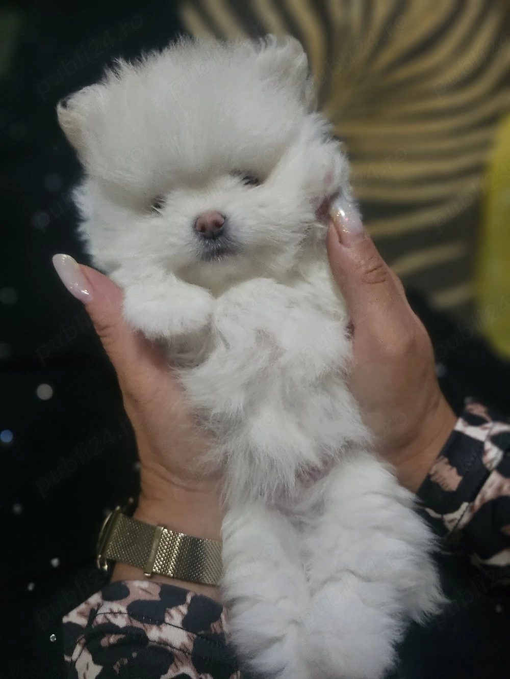 vand baietel pomeranian