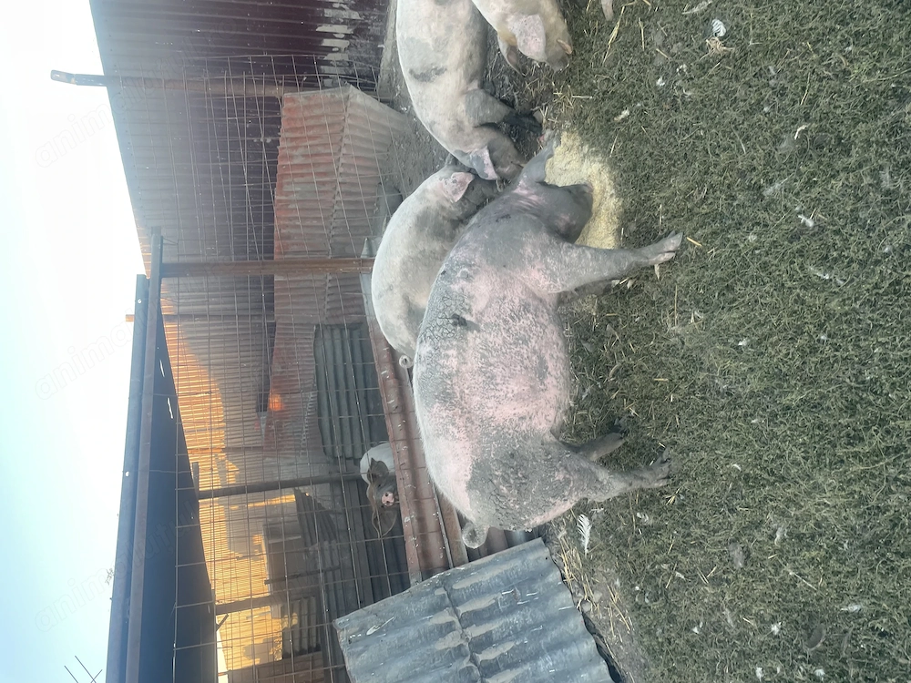 Porci si purcei de  vanzare