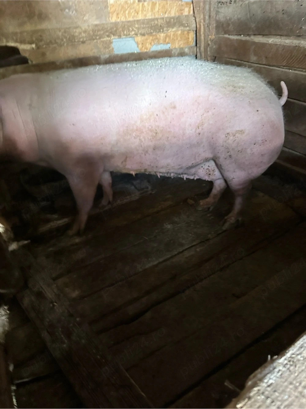 vand porc 