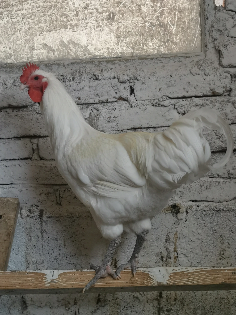 Australorp alb