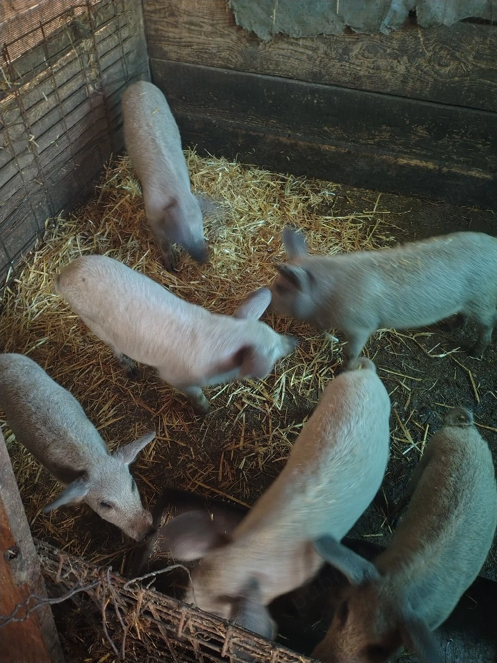 Purcei mangalita de 3 luni 