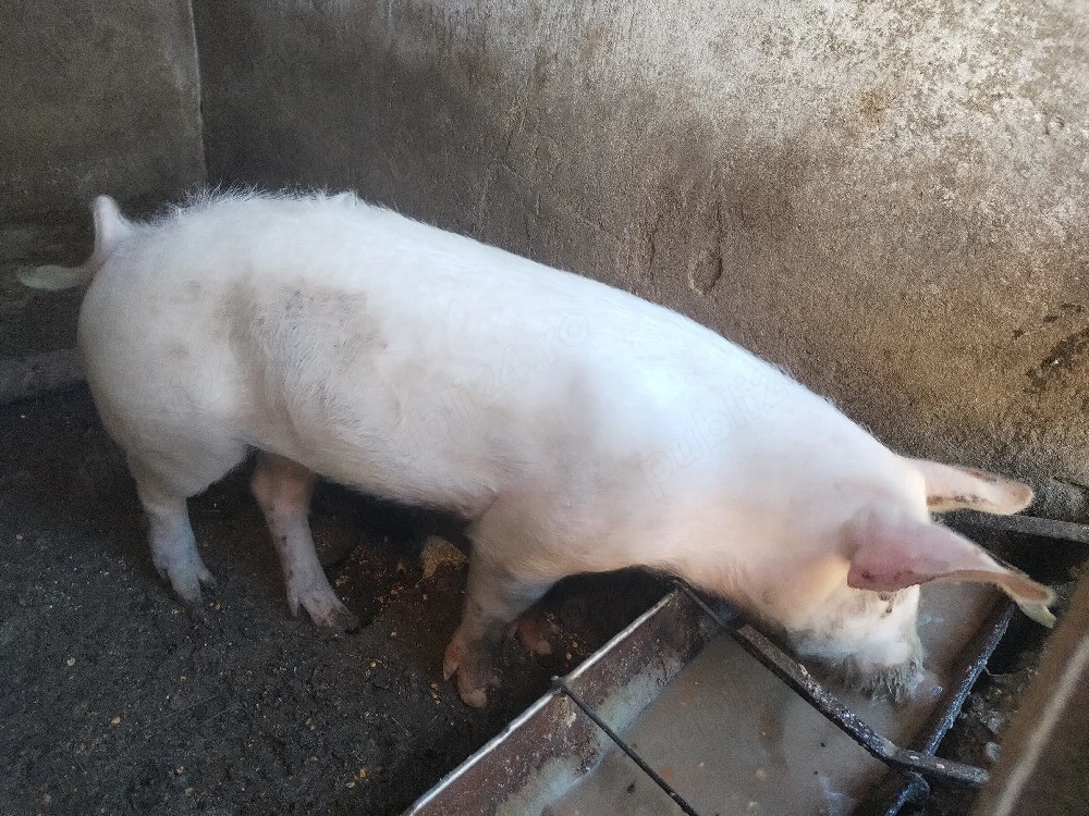 Porc marele alb 50 60 kg