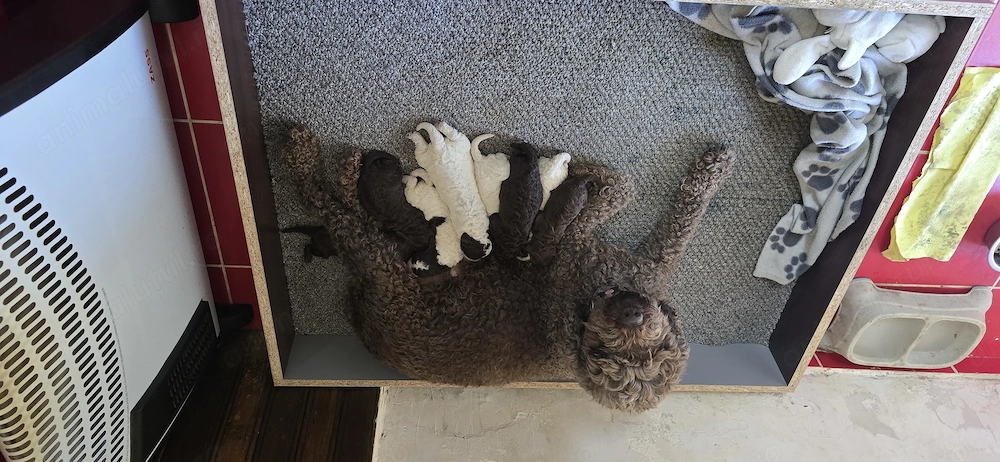 Vând Lagotto romagnolo 