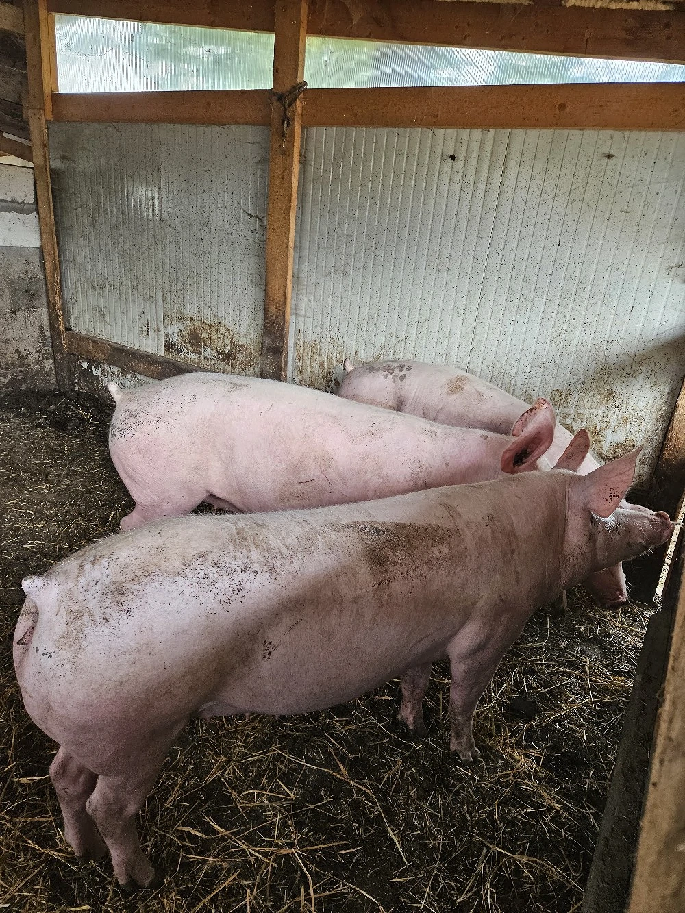 De vanzare porci 15 lei kg