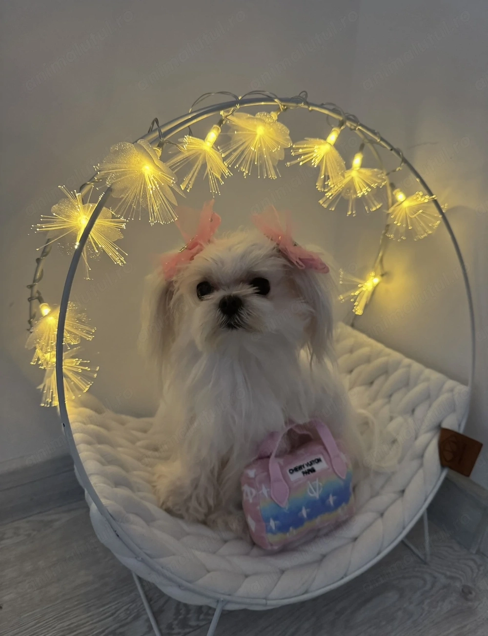 Bichon maltese mini toy