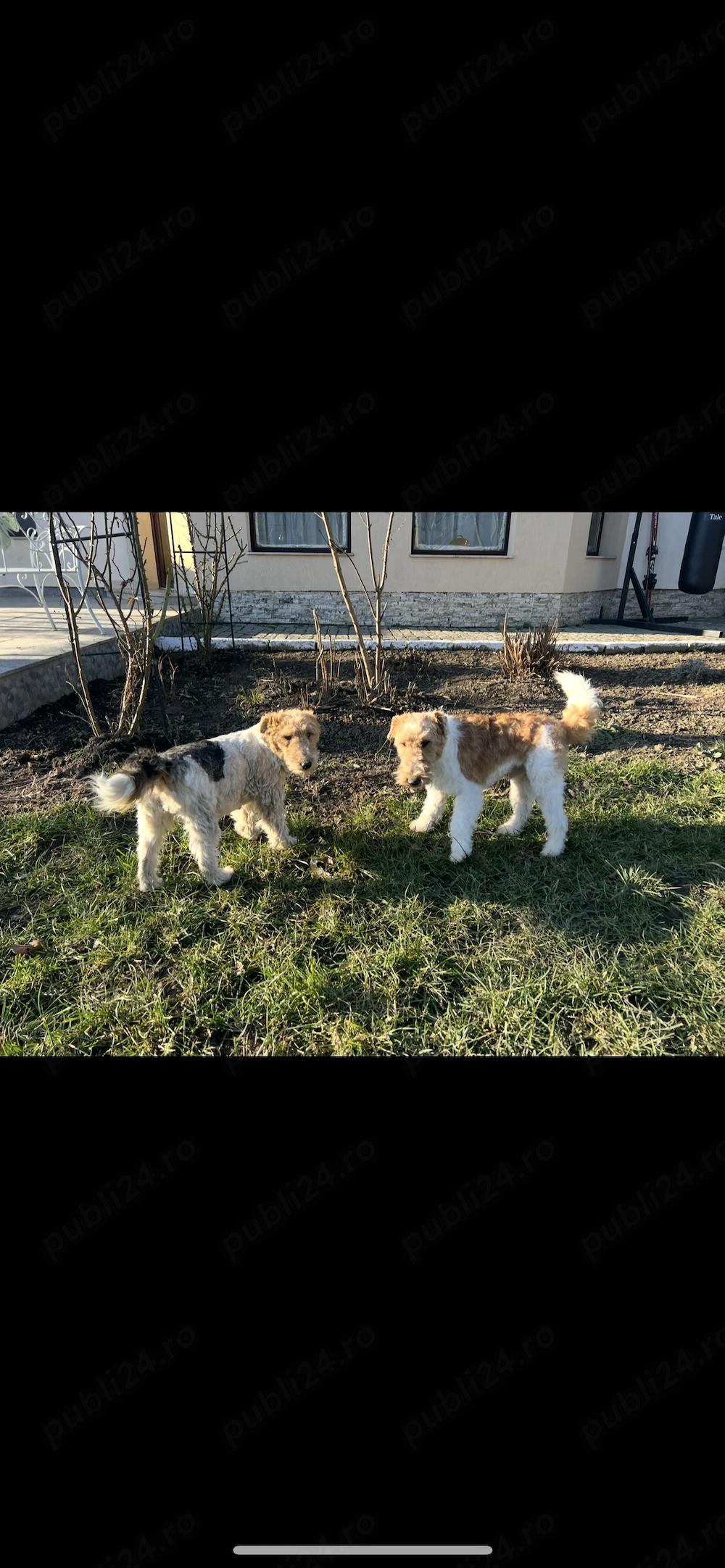 Vând foxterieri păr sârmos talie mică