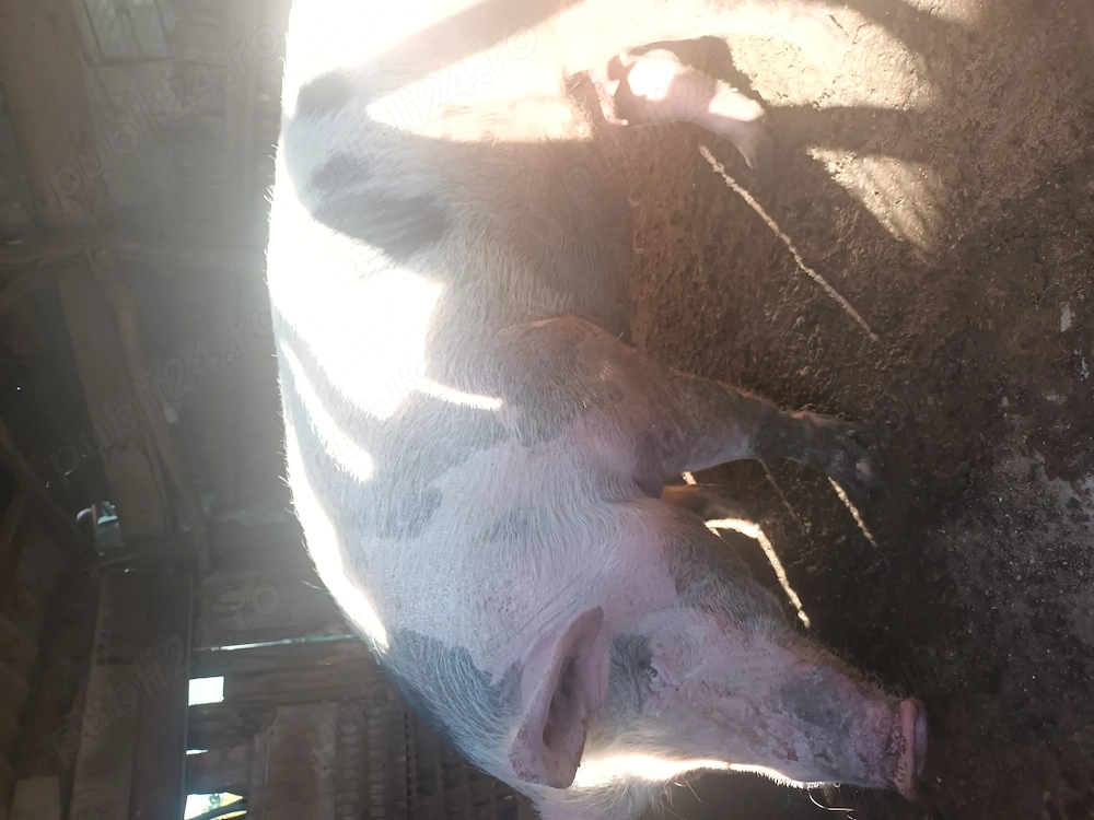 Vand purcea pietran 230kg