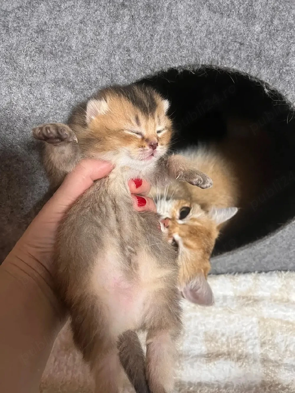 Băiețel British shorthair chinchila flex golden 