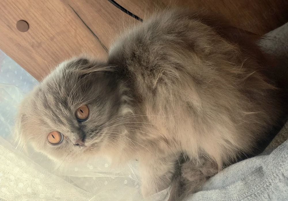 Pisoi scottish fold păr lung