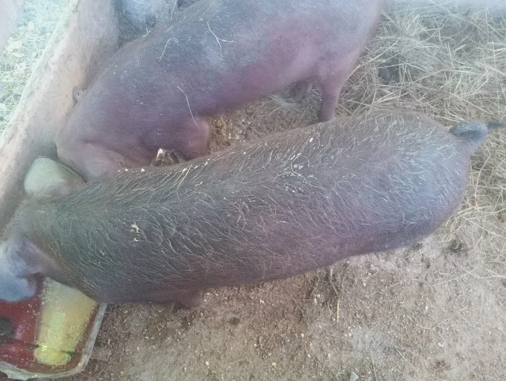 purcele de vânzare 