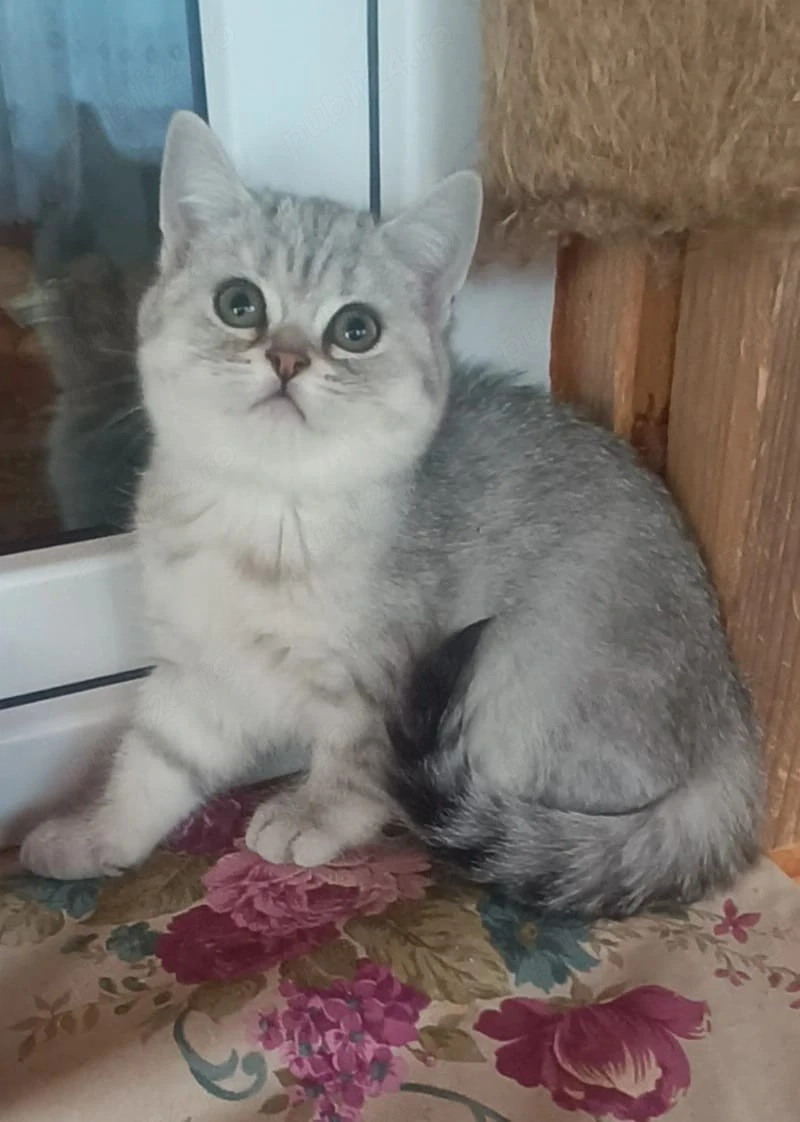 Brithis Shorthair