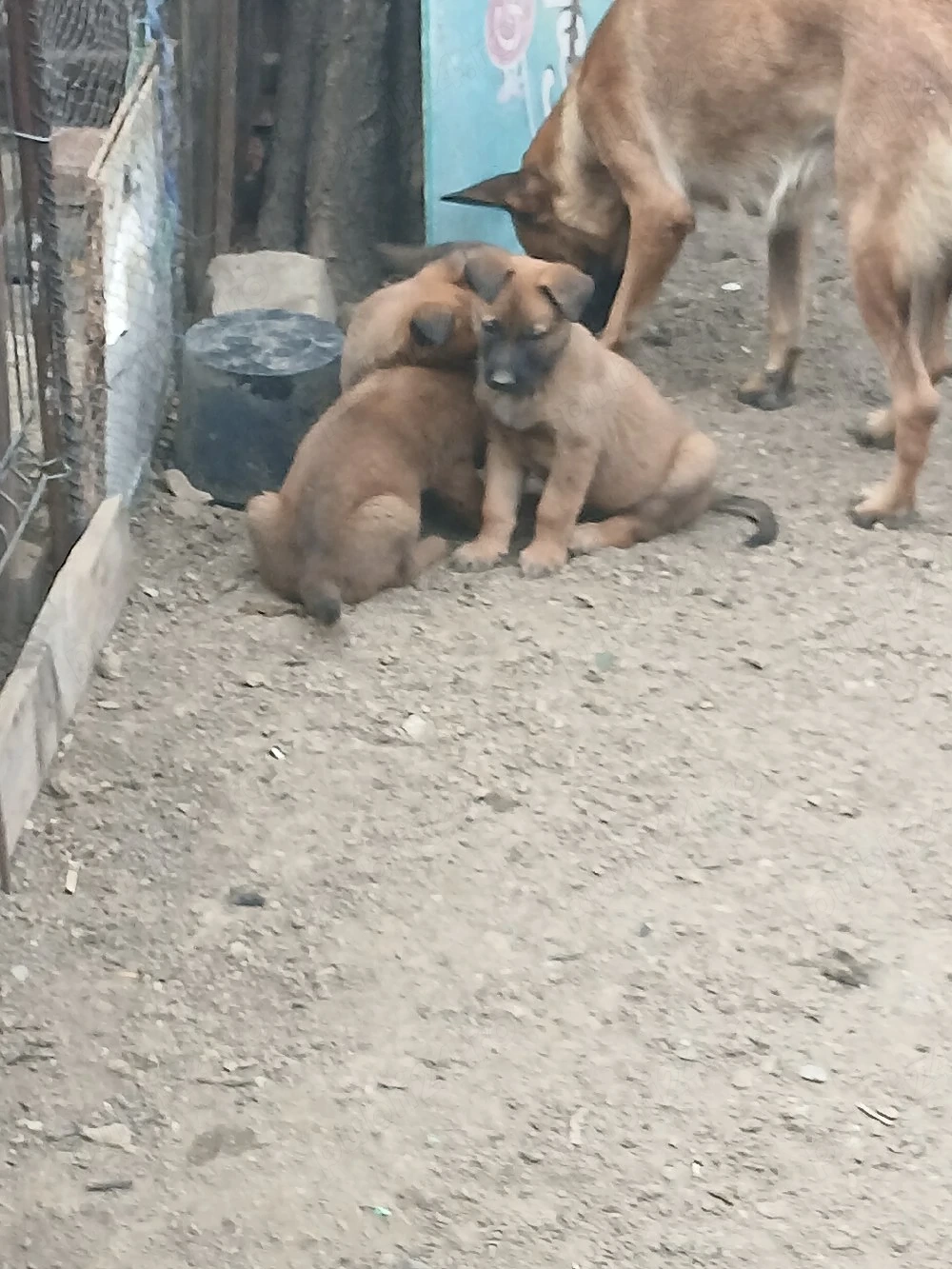 pui de vinzare
