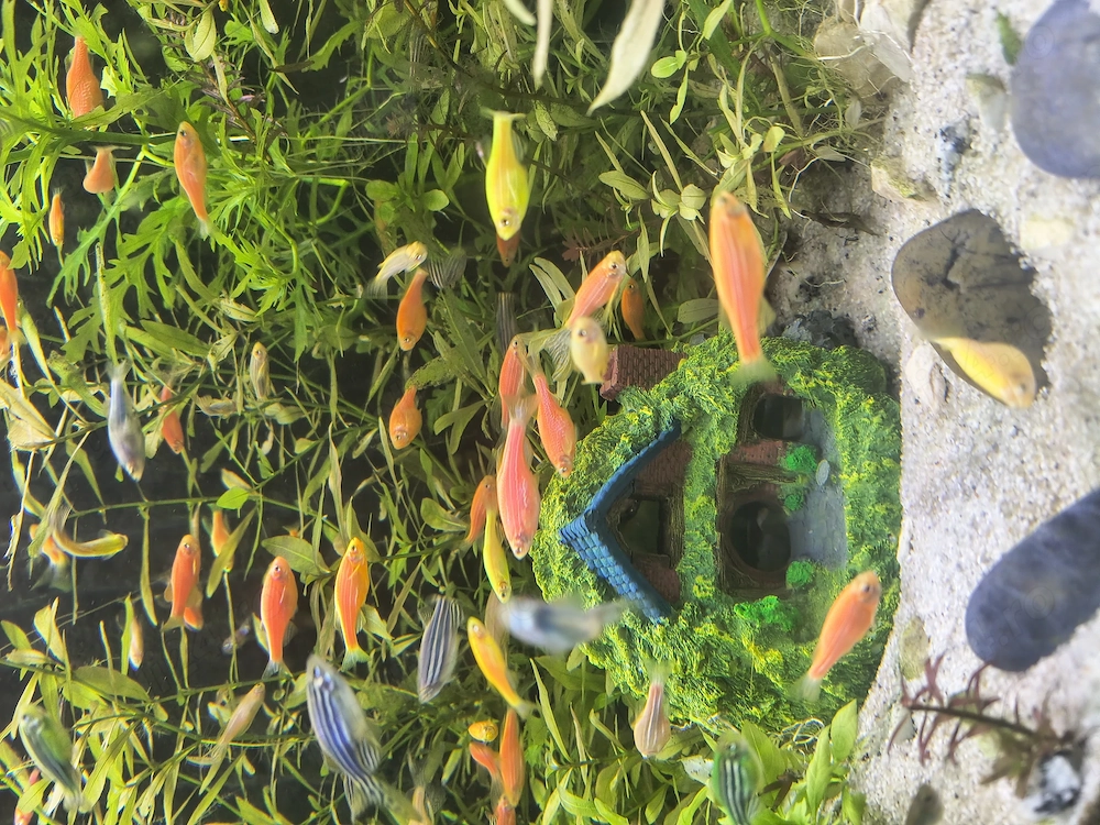 Zebre, discus, melci ,Betta își caută altă casă 