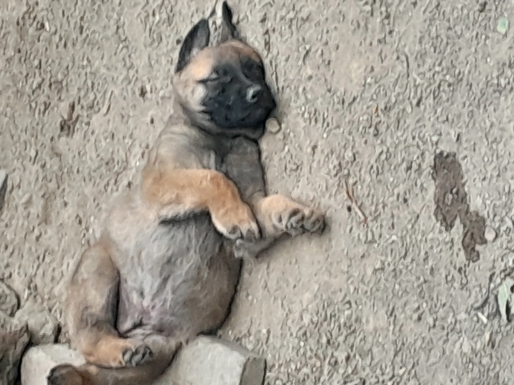 Pui de ciobănesc belgian