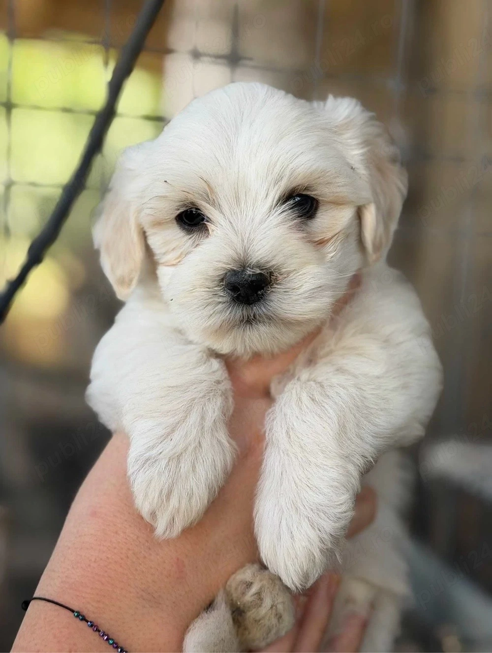 Bichon Maltez Mini Toy 