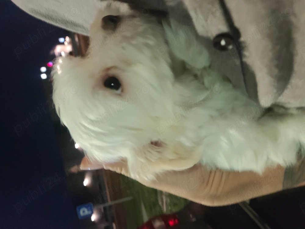 Vând pui Bichon Maltez