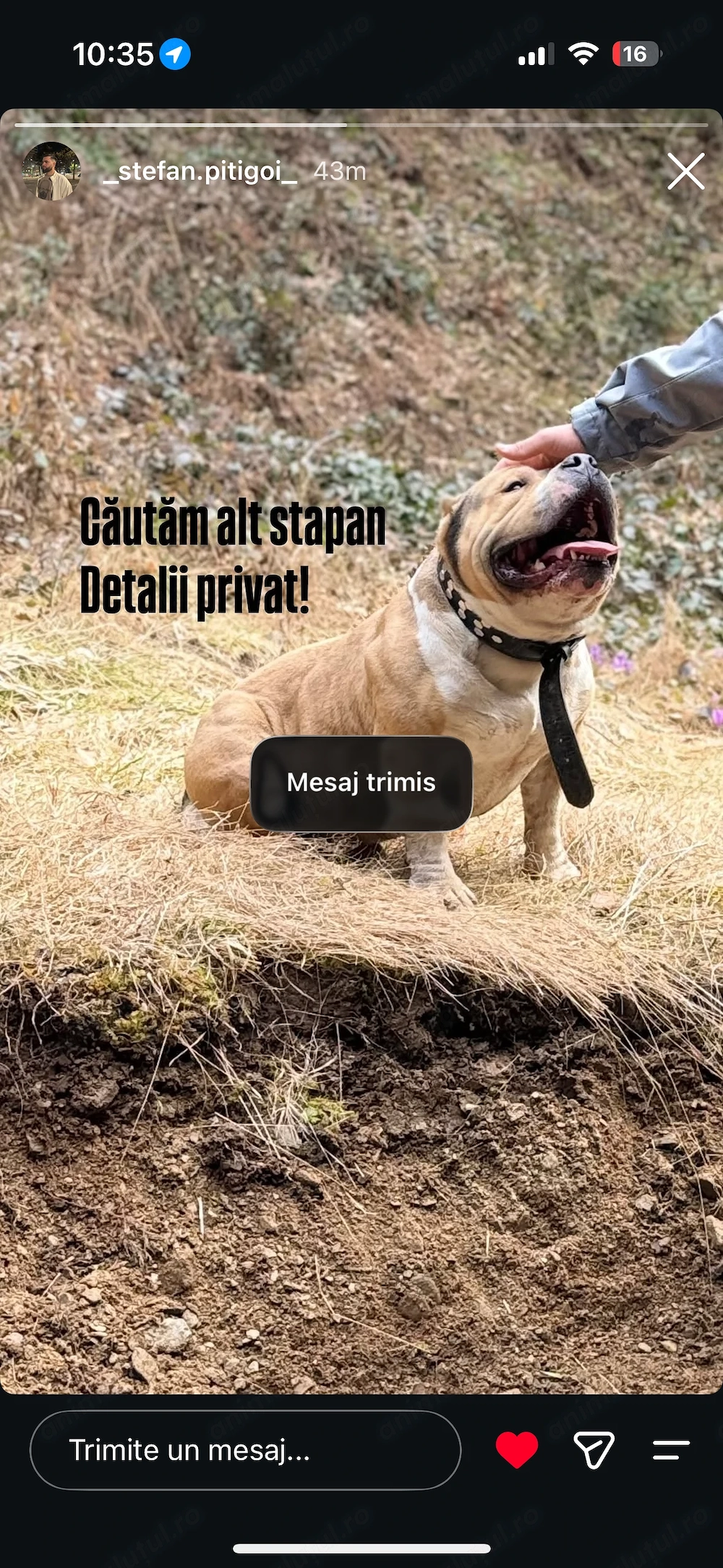 Vand american bully pocket