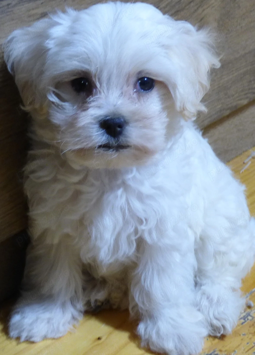 Vind pui Bichon Maltez ,( 4 femele )