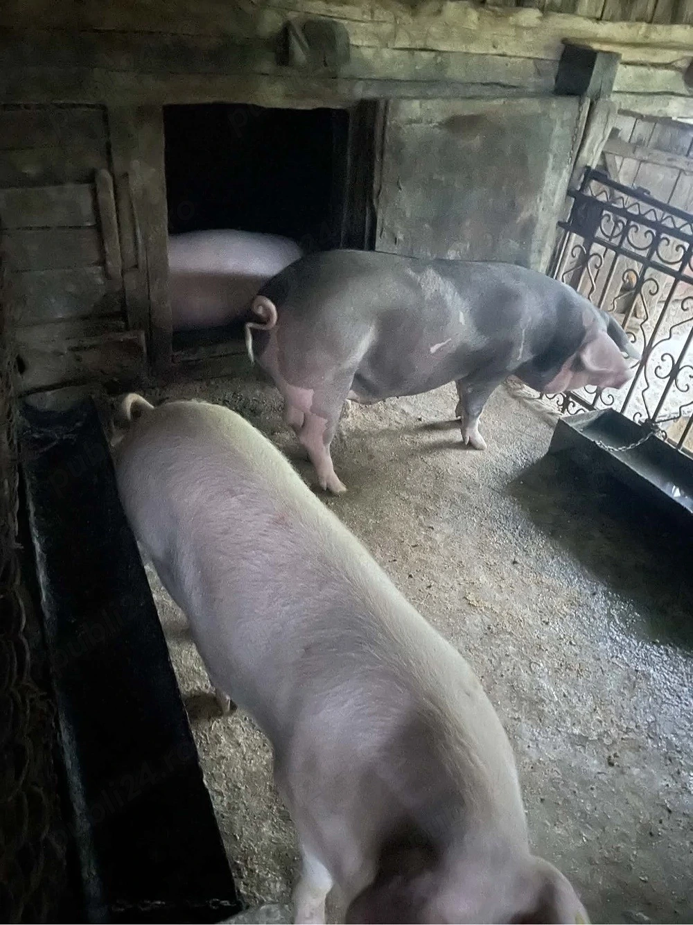 Porci de vânzare 