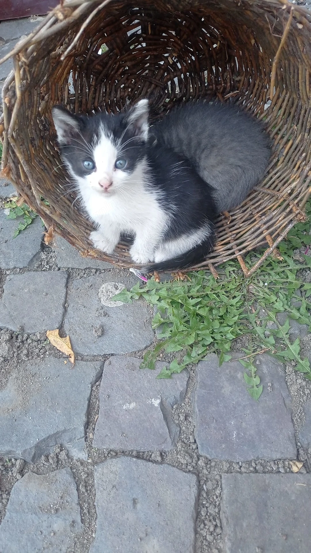 Pisica pentru adopție 