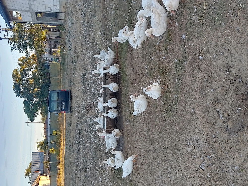 Vând rațe de casa