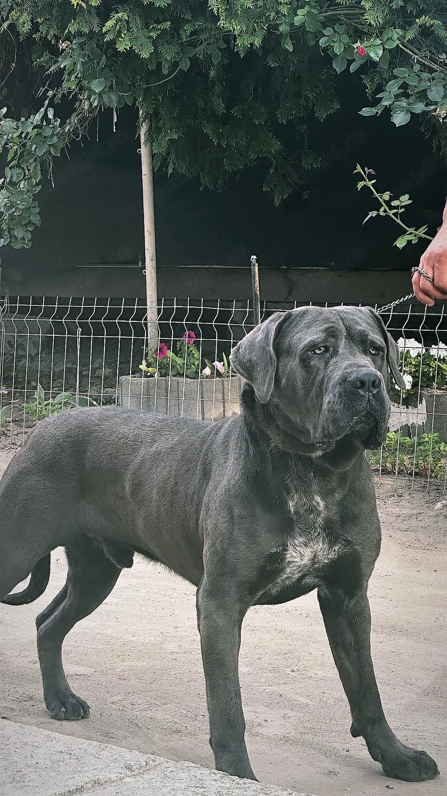 Vând Cane Corso