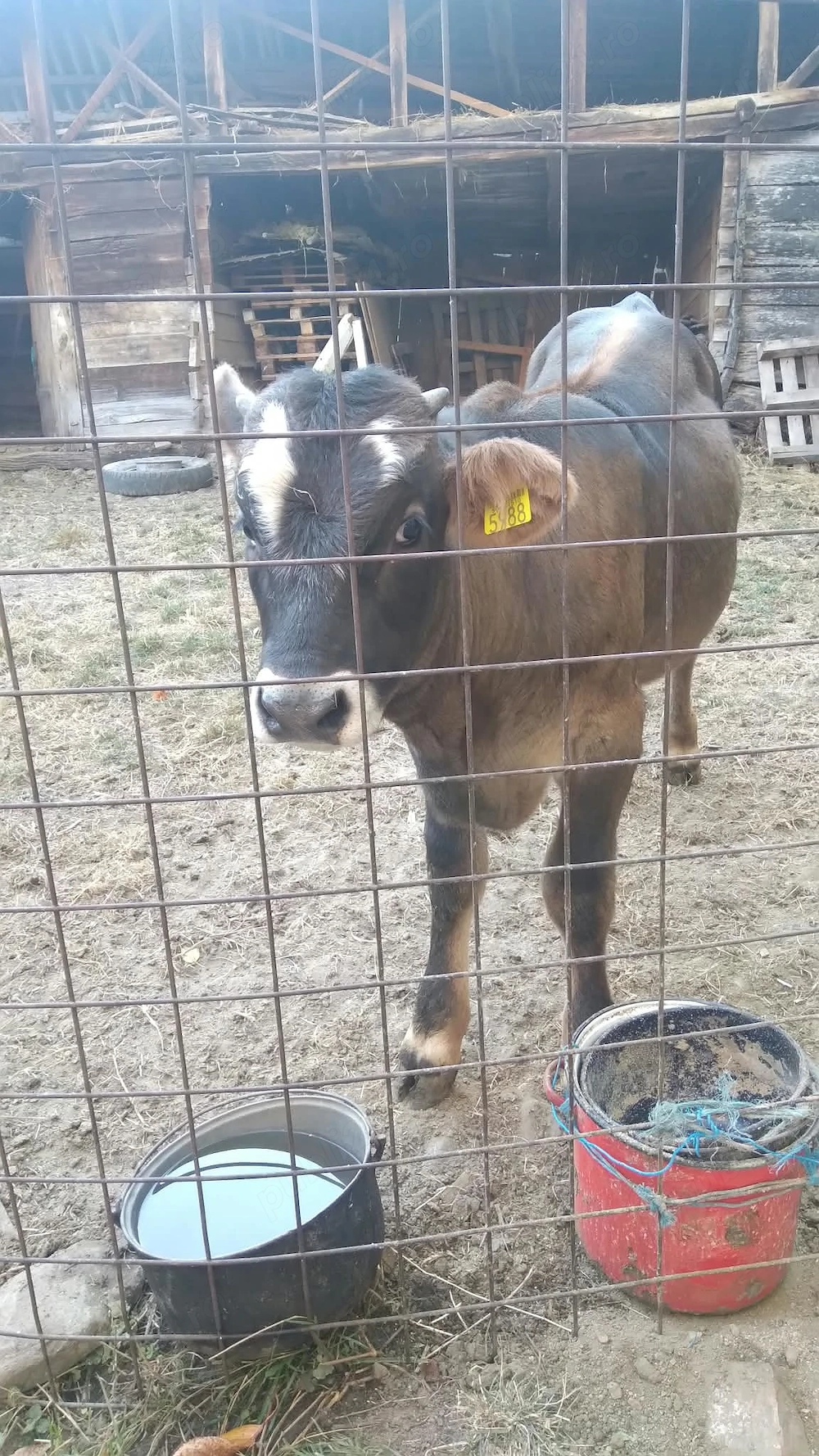 Vițel de vanzare în Vaideeni