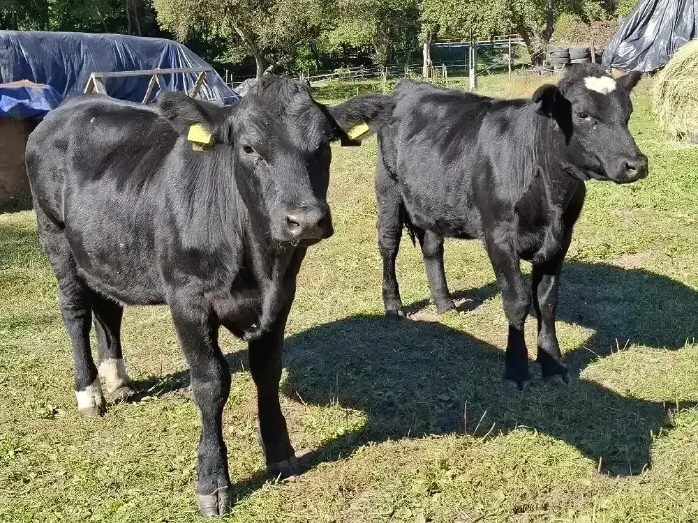 Vand 2 vitele angus