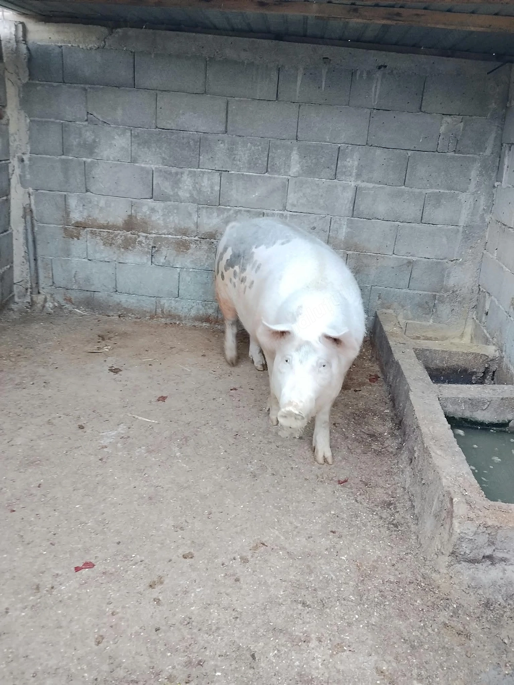 Vând porc rasa Landrace   aprox. 200 kg