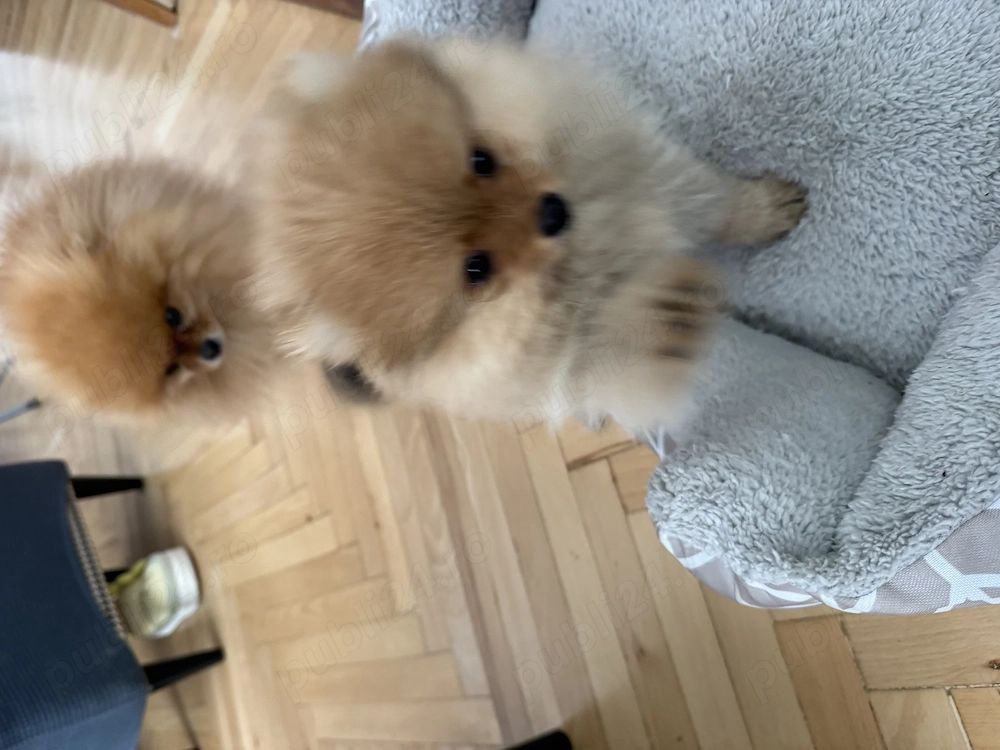 Vând Puiut pomeranian